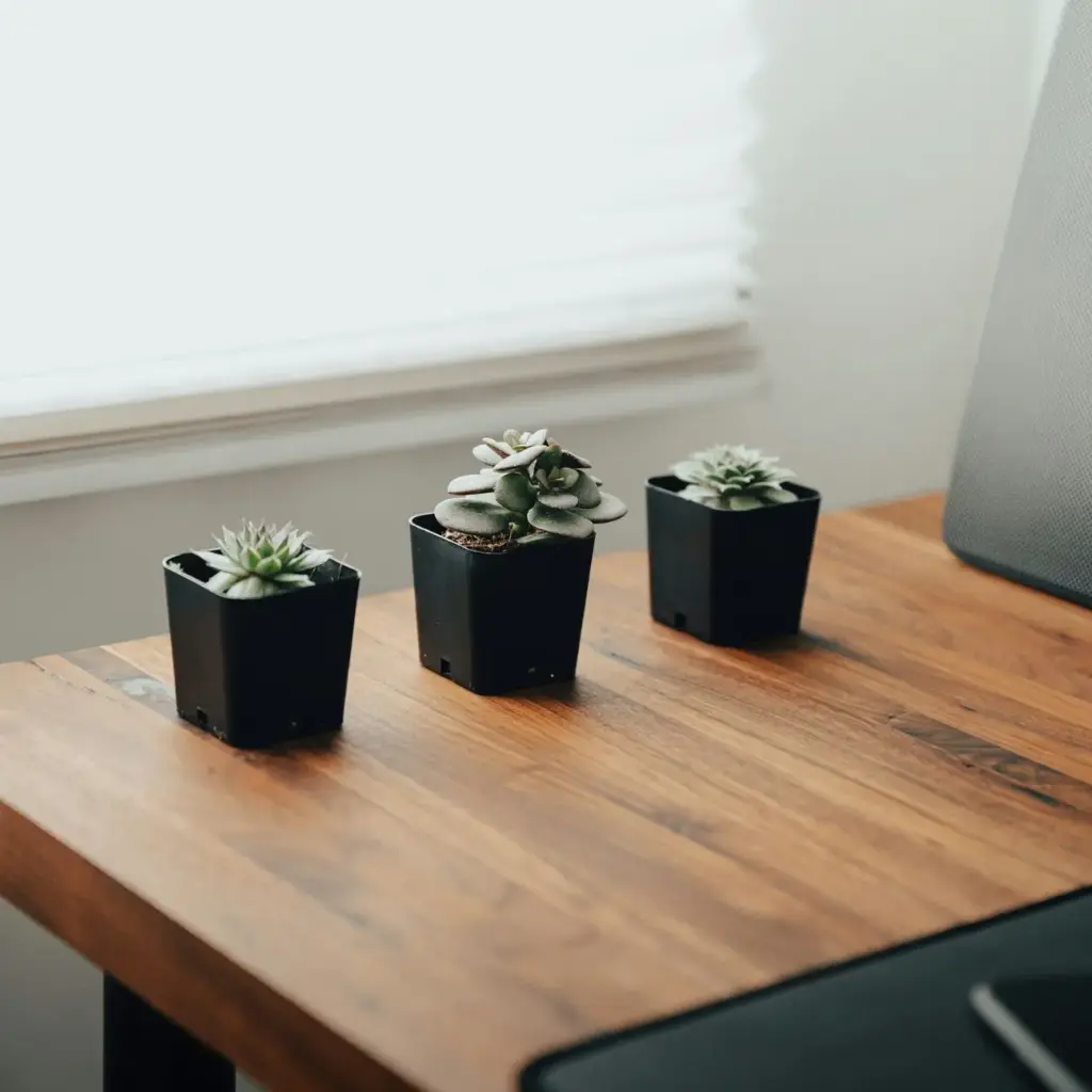 Desk Succulent Set (Set of 3)
